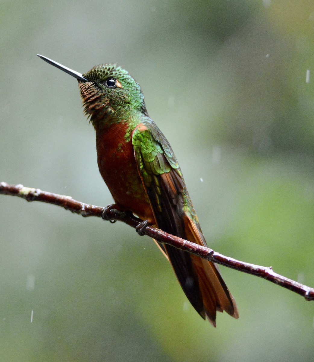 Chestnut-breasted Coronet - ML104832831