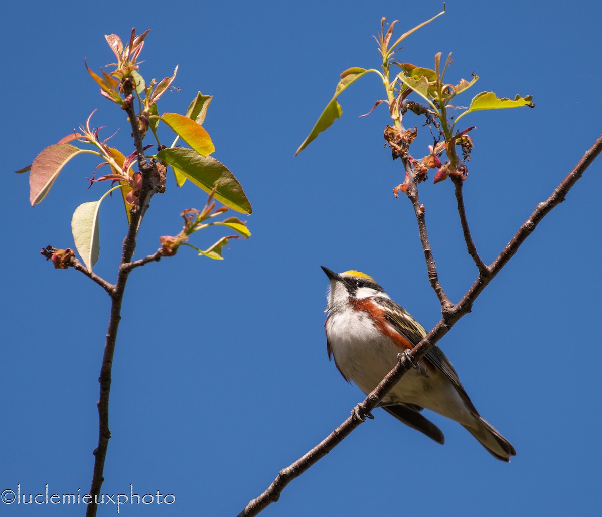 Chestnut-sided Warbler - ML104833681