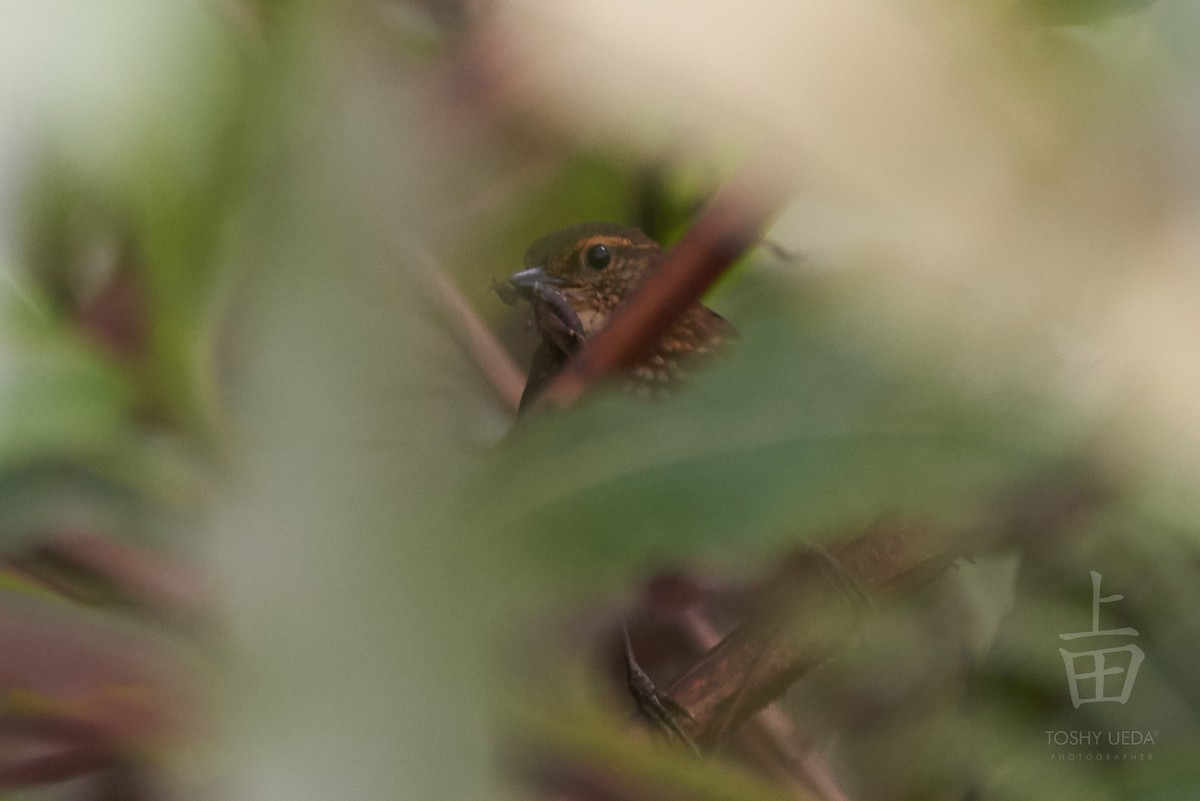 Buff-browed Foliage-gleaner - ML104836591