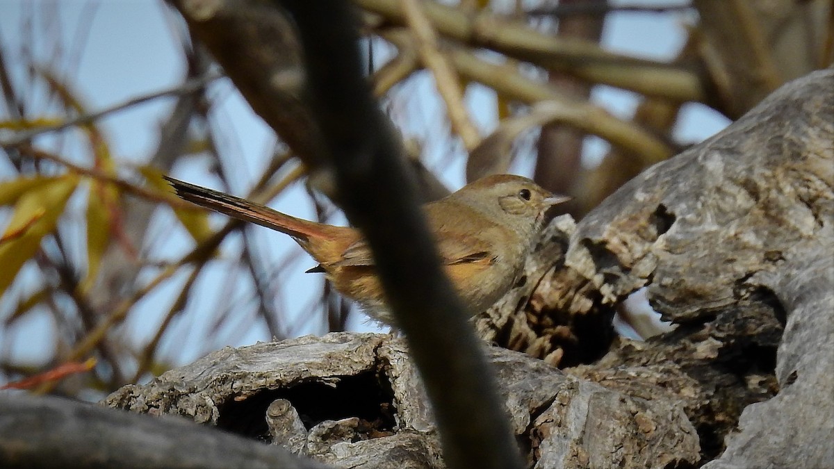 Short-billed Canastero - ML104836851