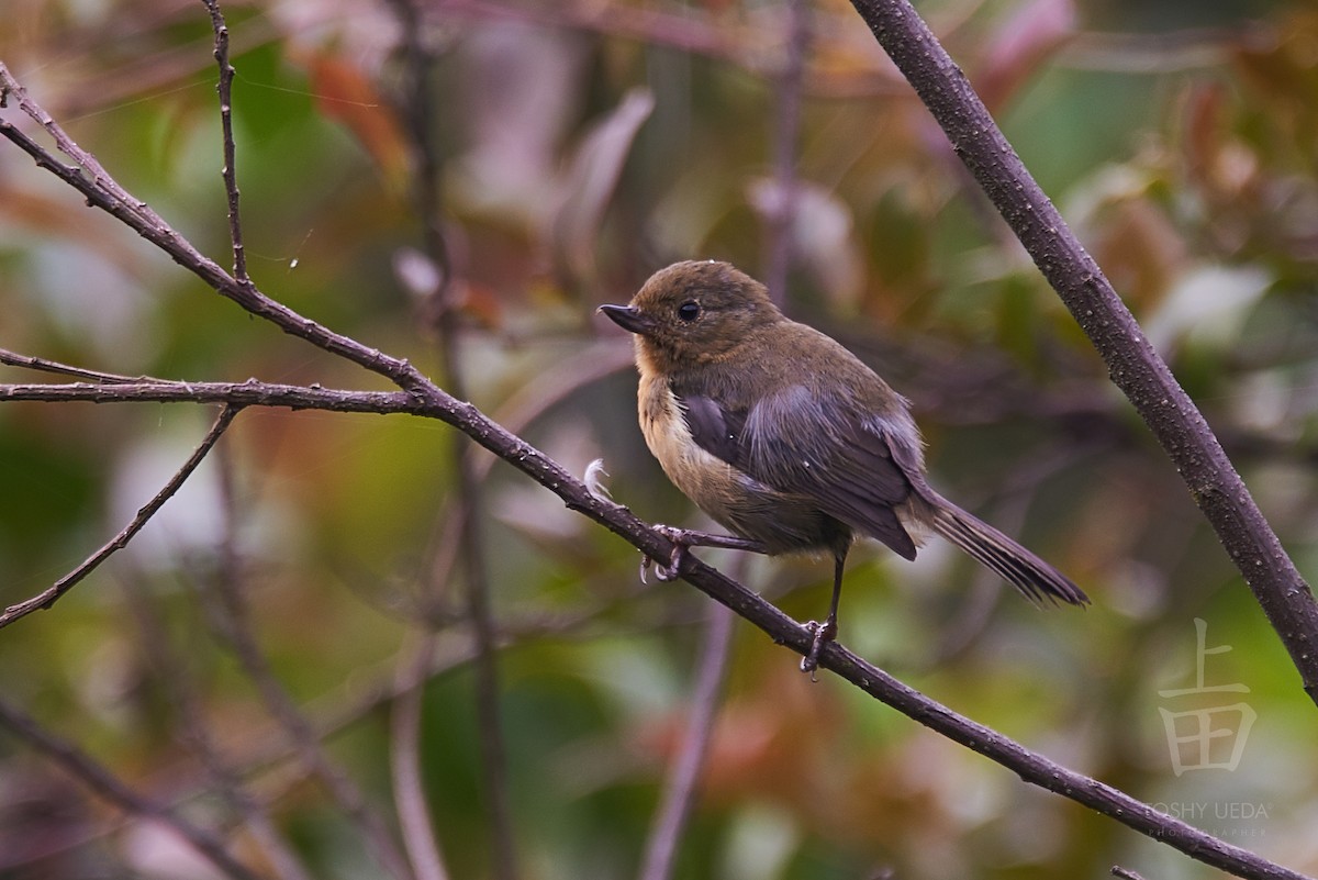 White-sided Flowerpiercer - Anonymous