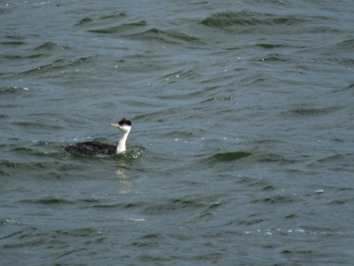 Western Grebe - ML104838391