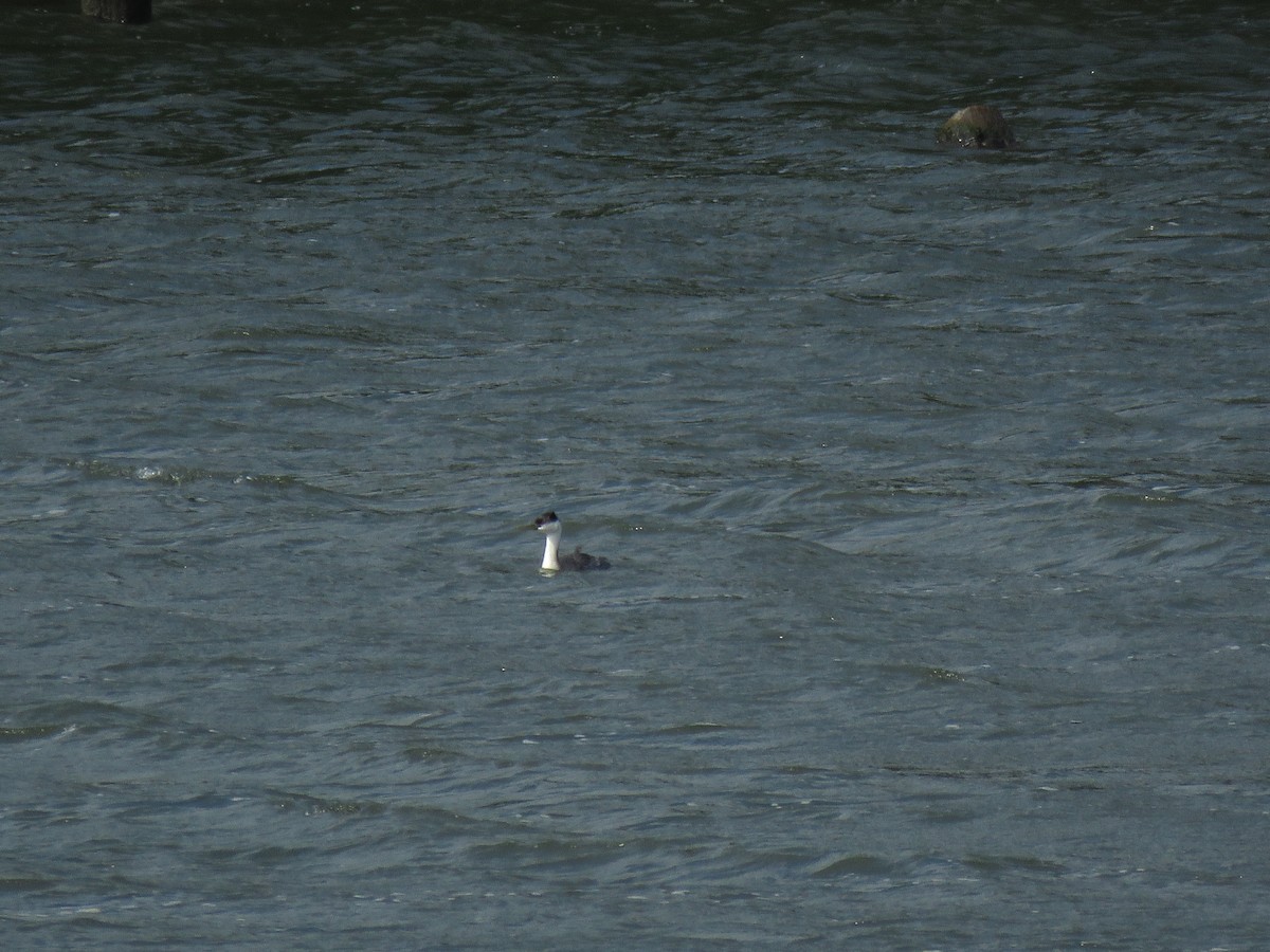 Western Grebe - ML104838451