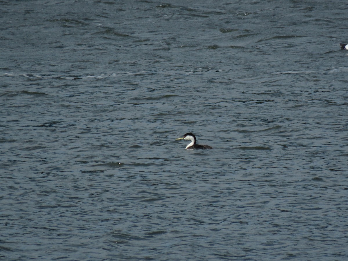 Western Grebe - ML104838521