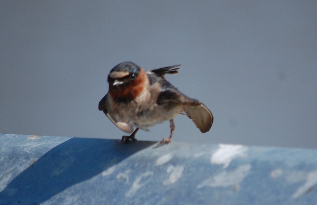 Cliff Swallow - ML104838721