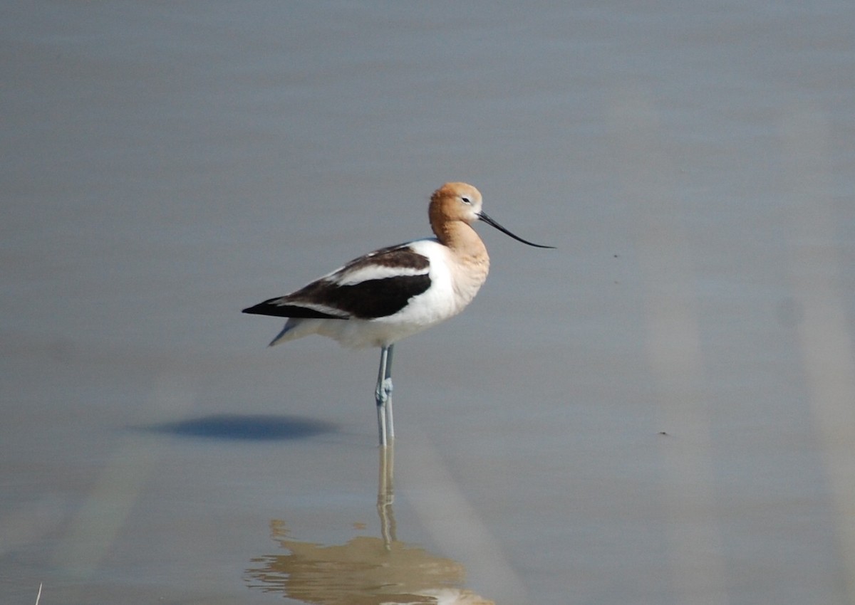 American Avocet - ML104838851