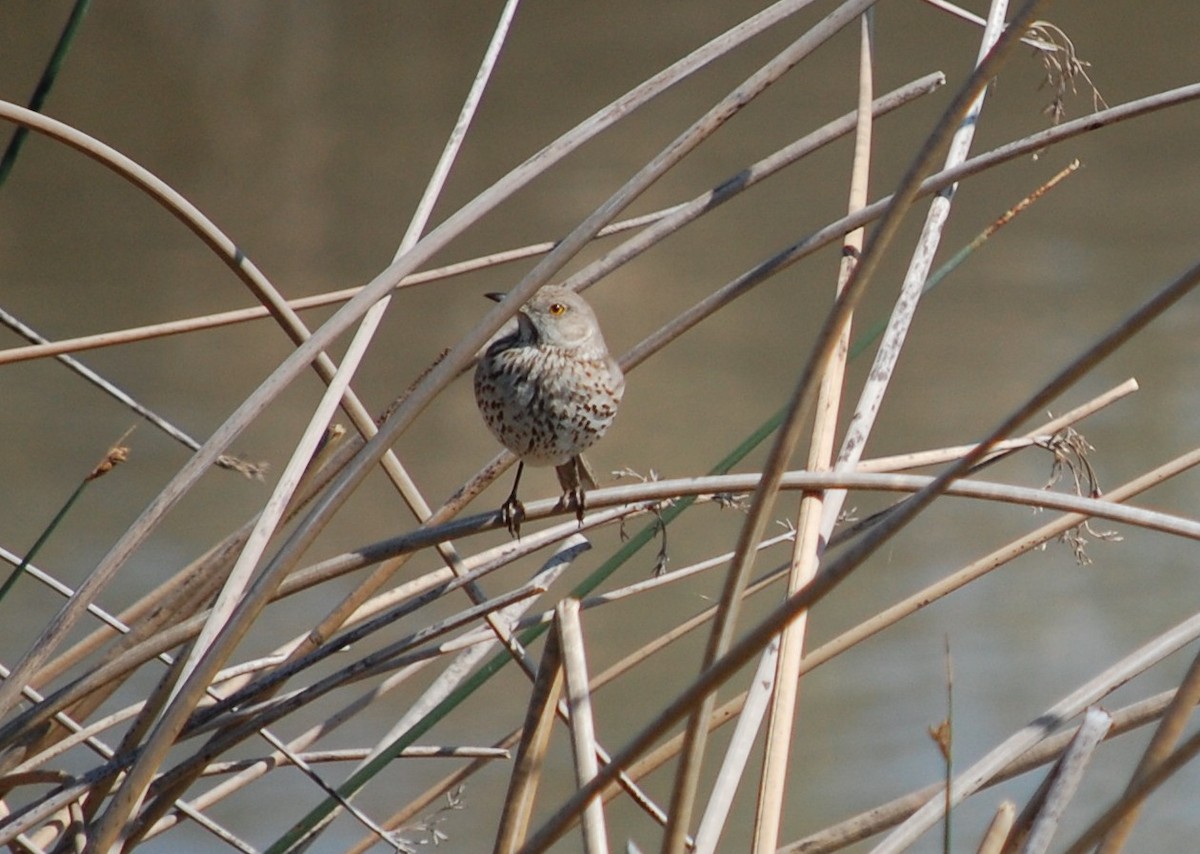 Sage Thrasher - ML104838921