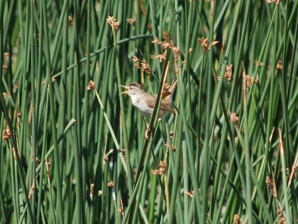 Marsh Wren - ML104839071