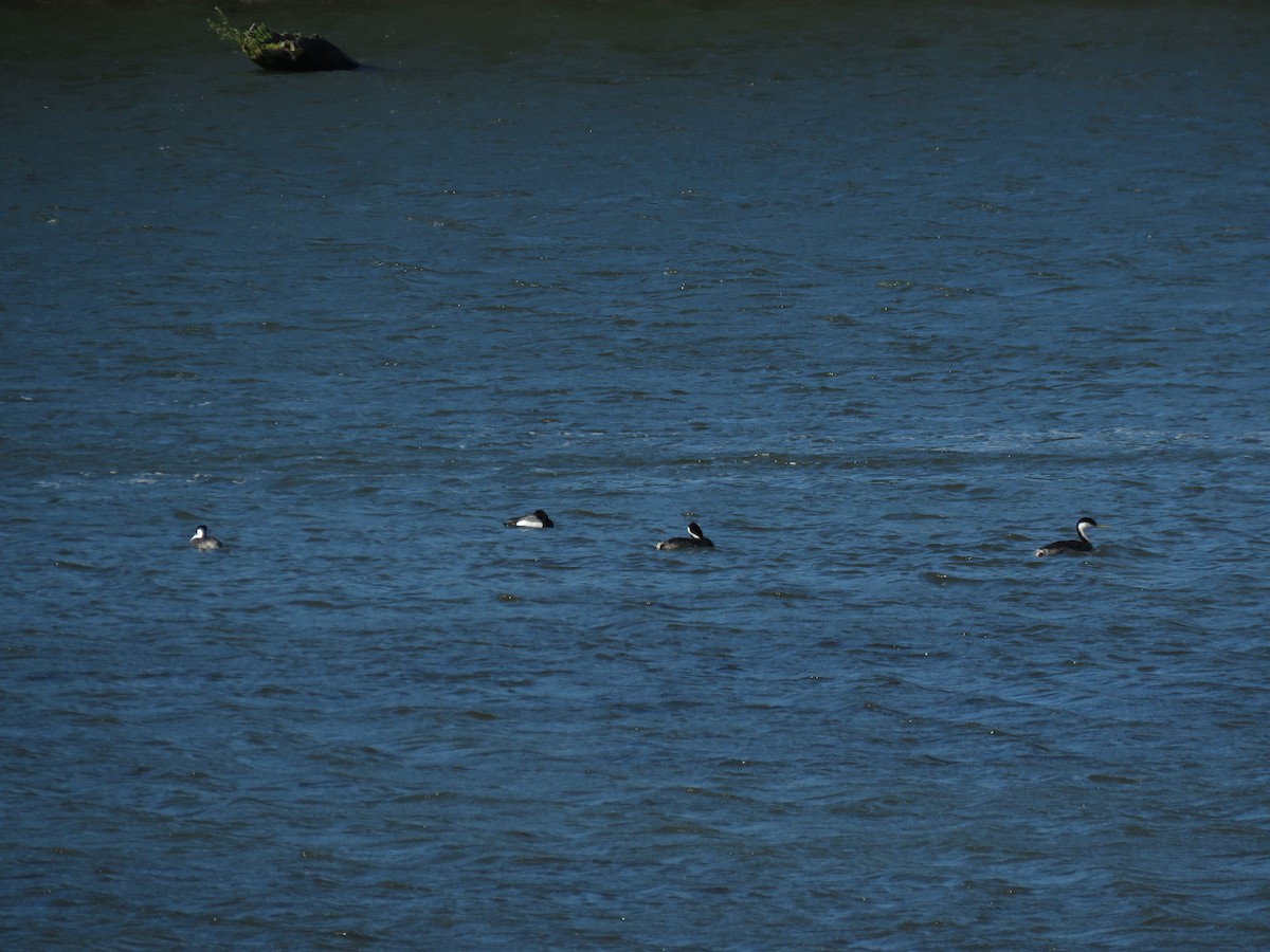 Western Grebe - ML104840371