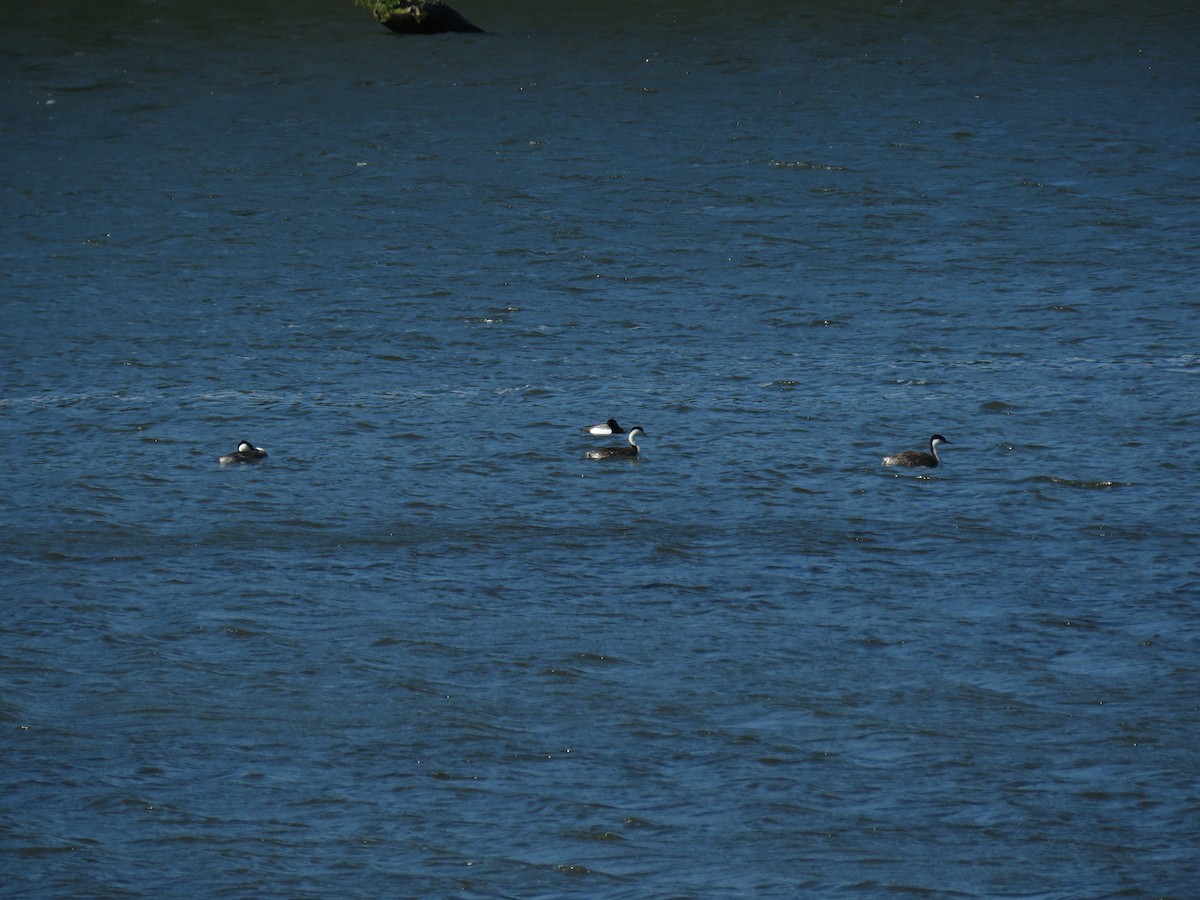 Western Grebe - ML104840591
