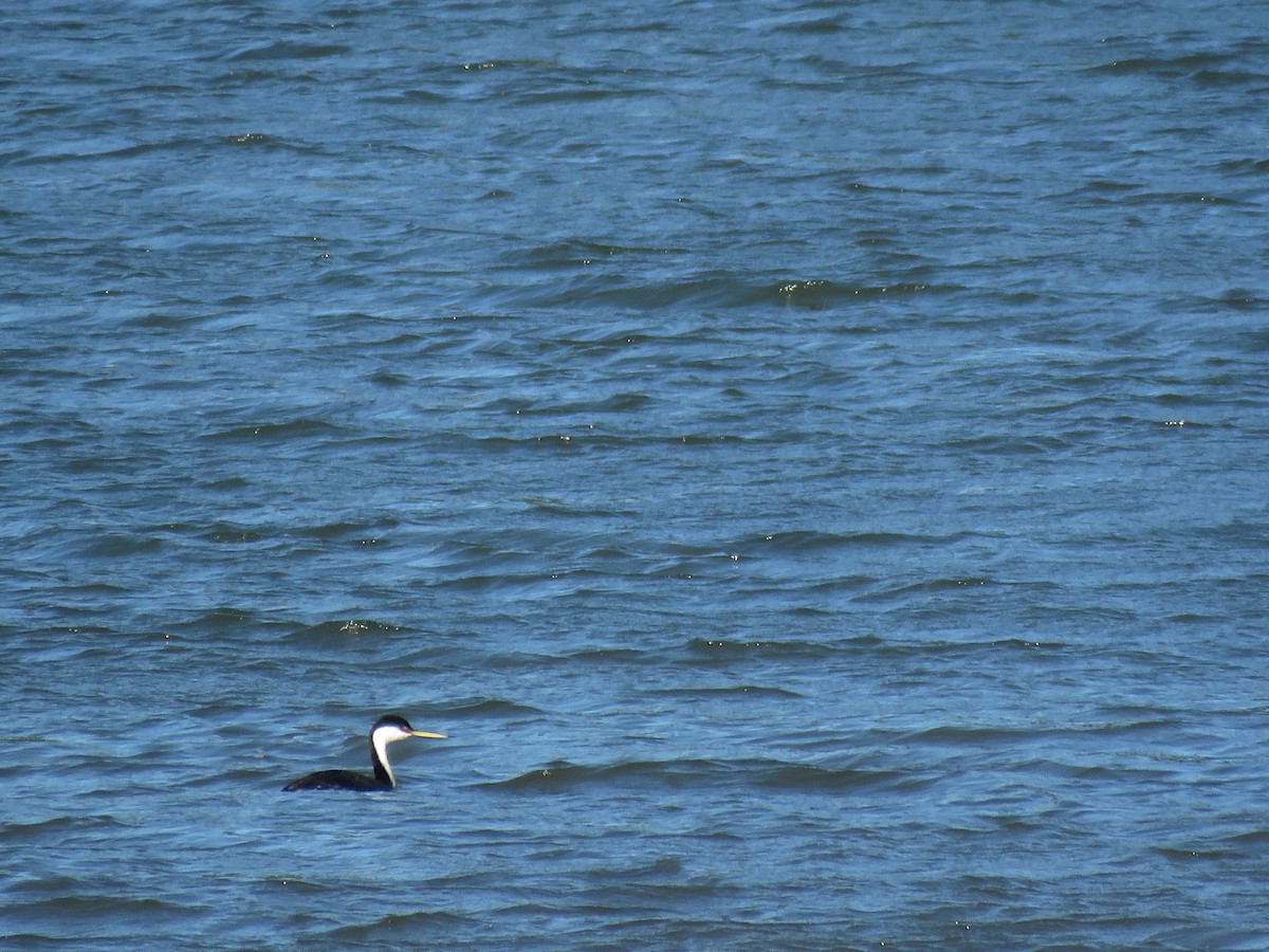 Western Grebe - ML104840641