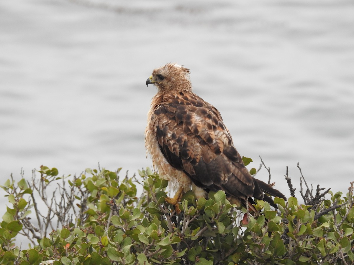 Red-tailed Hawk - ML104843311
