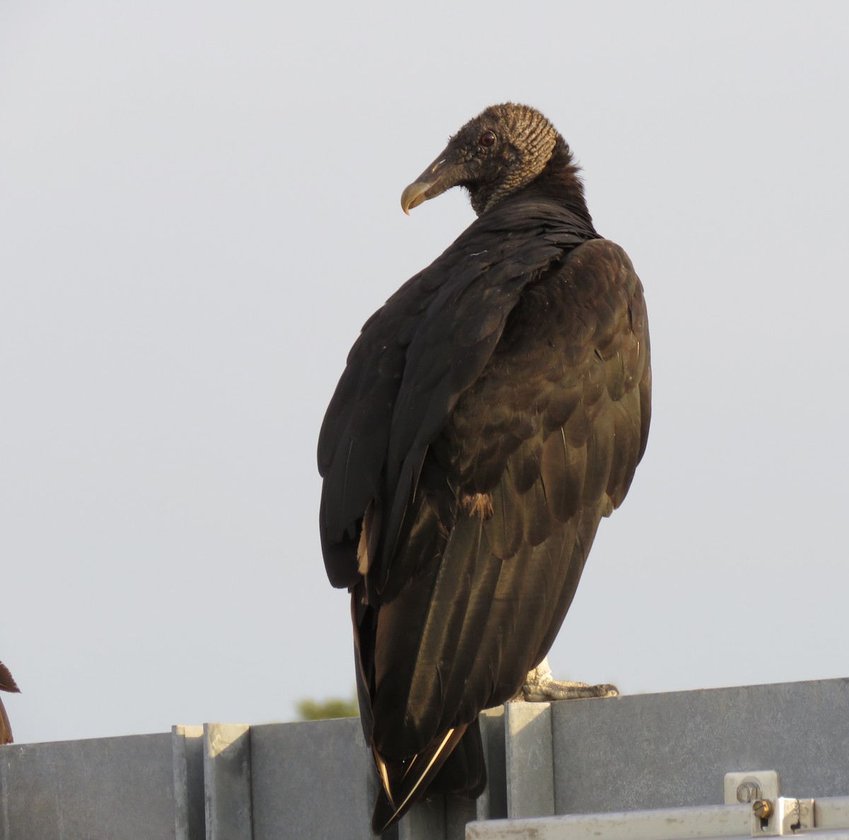 Black Vulture - ML104843401