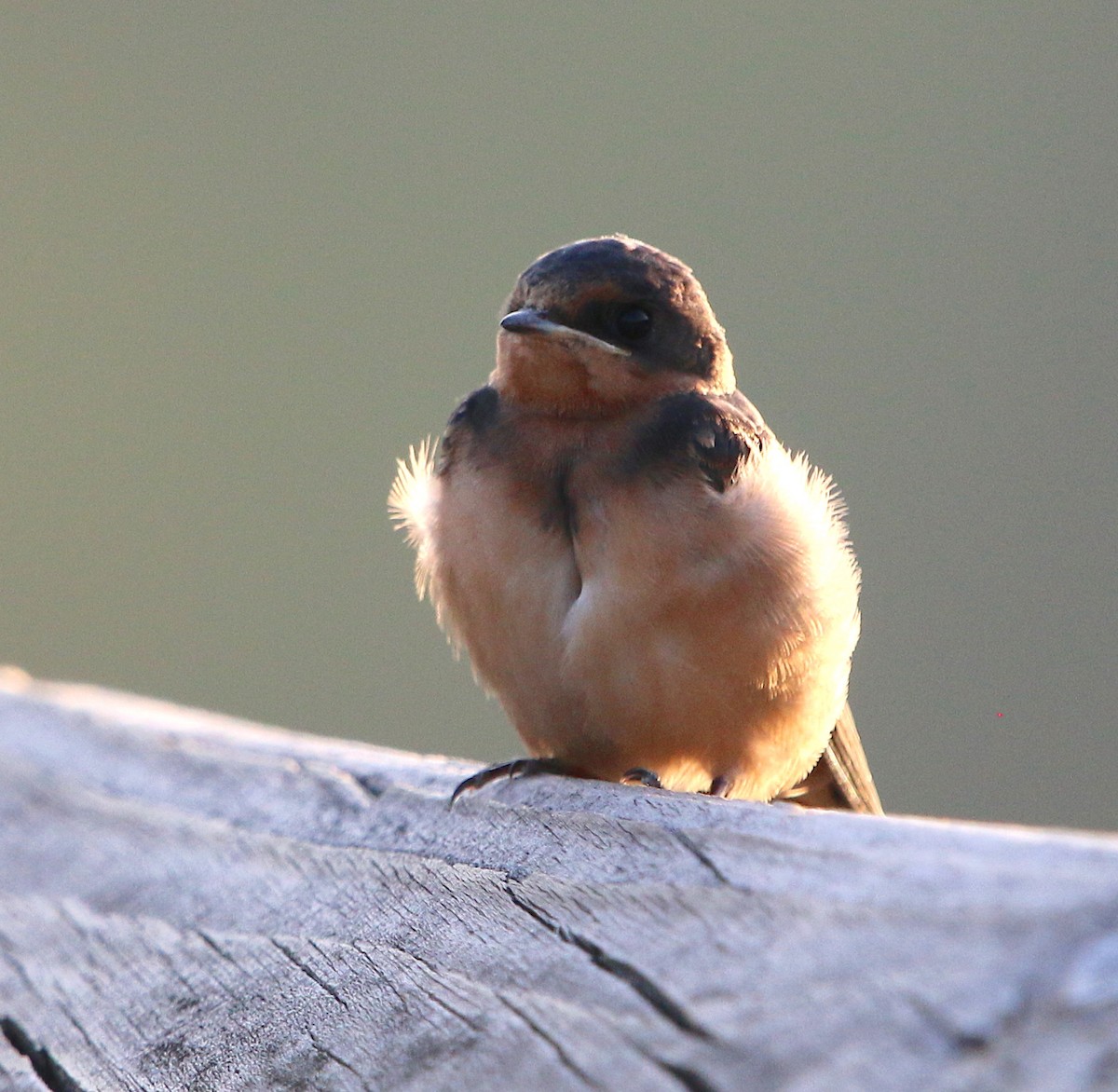 Barn Swallow - ML104843471
