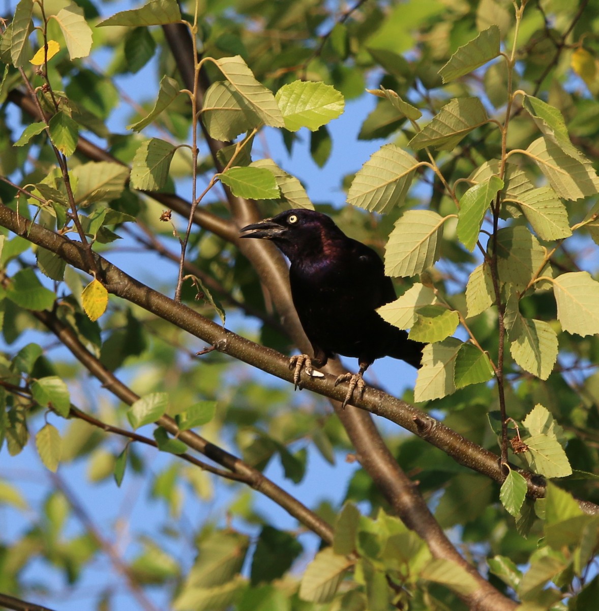 Common Grackle - ML104843511