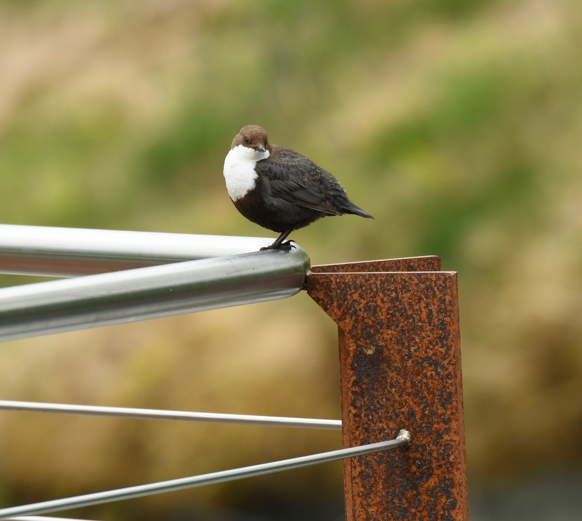 White-throated Dipper - David Clapp