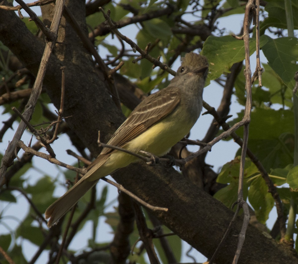 Great Crested Flycatcher - Estela Quintero-Weldon