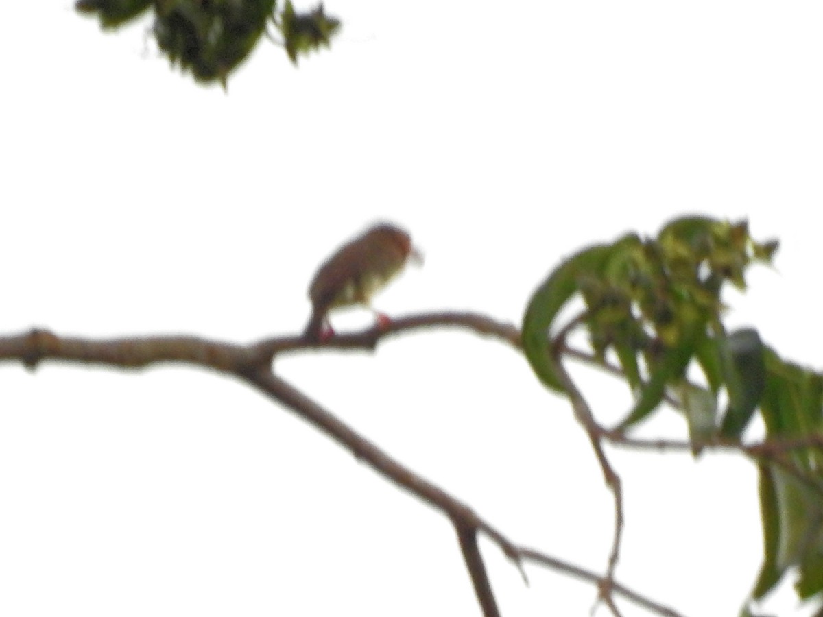 Brown Barbet - ML104846771