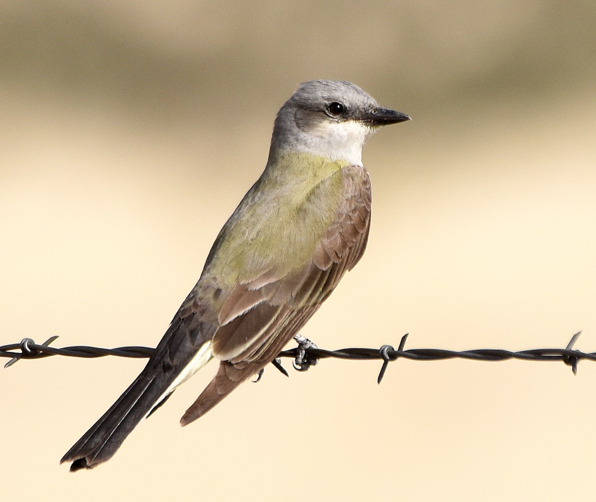 Western Kingbird - ML104846861