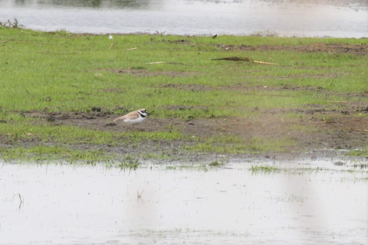 Нарийн хиазат - ML104846961