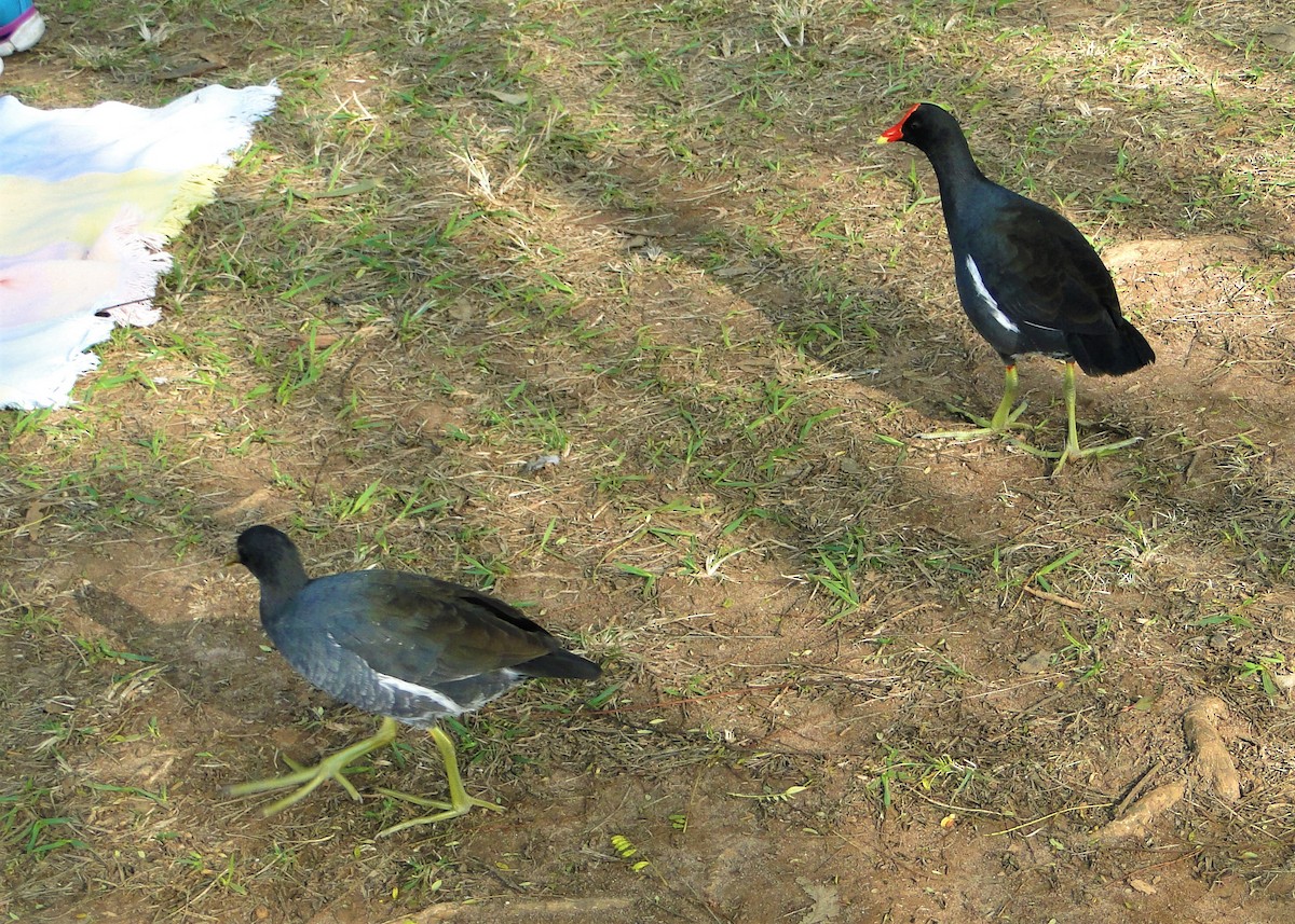 Common Gallinule - Carlos Otávio Gussoni