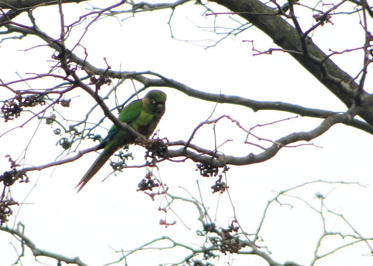 Maroon-bellied Parakeet - ML104848301