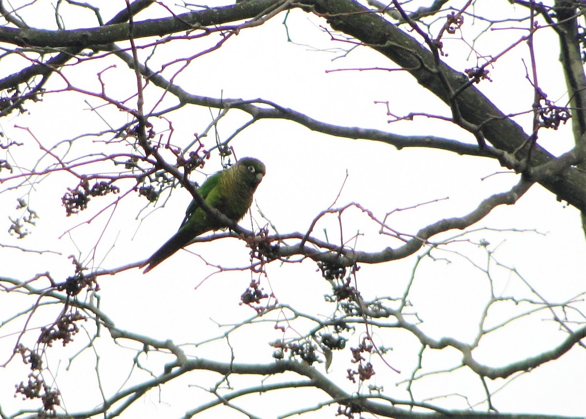 Maroon-bellied Parakeet - ML104848311