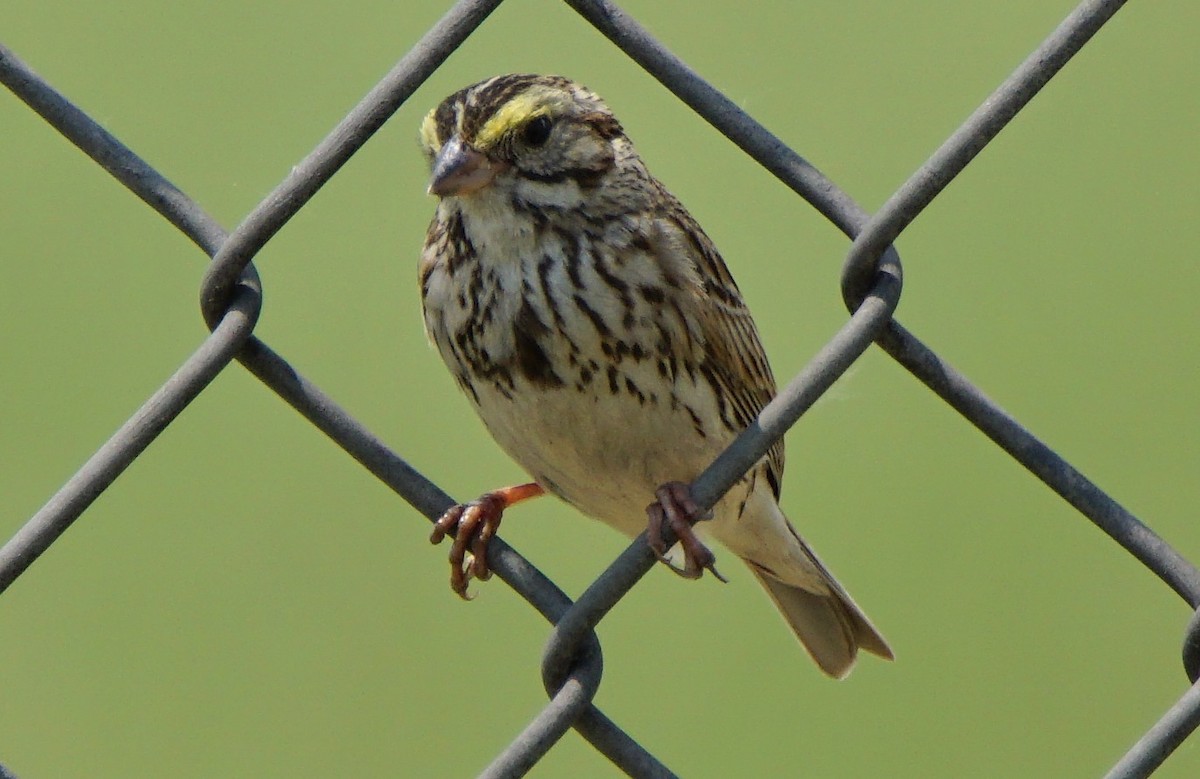 Savannah Sparrow - Dennis Mersky
