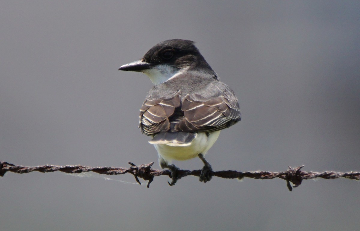 Eastern Kingbird - ML104850051