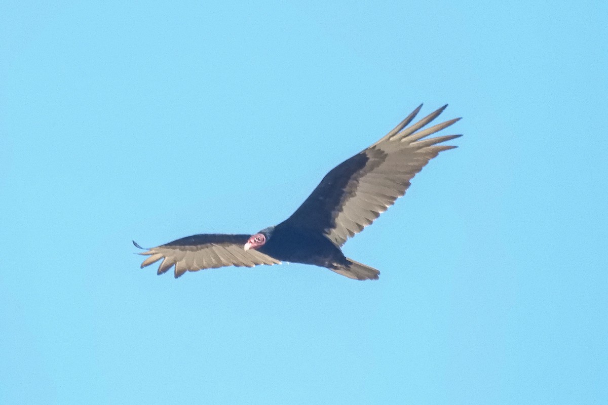 Turkey Vulture - ML104850811