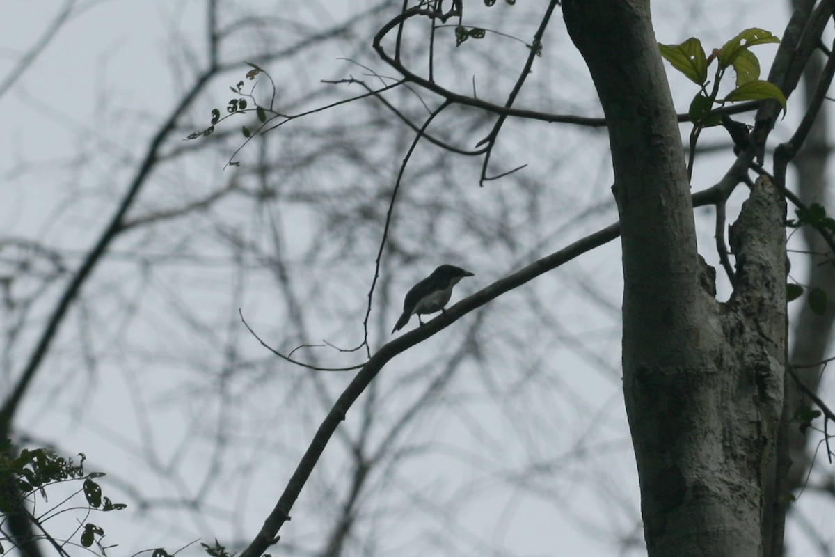 Black-winged Flycatcher-shrike - ML104850911