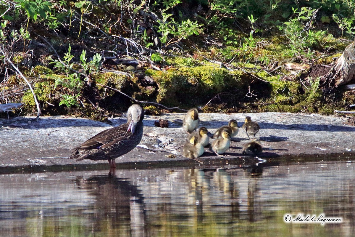 American Black Duck - ML104851431