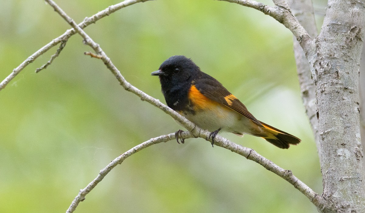 American Redstart - ML104853721