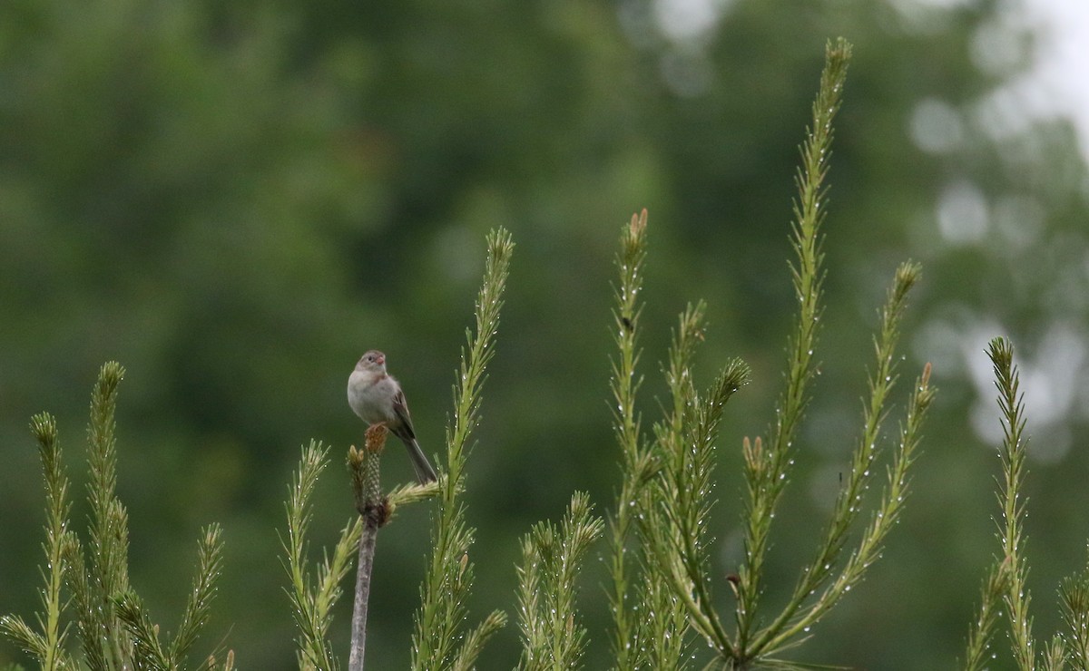 Field Sparrow - ML104853941
