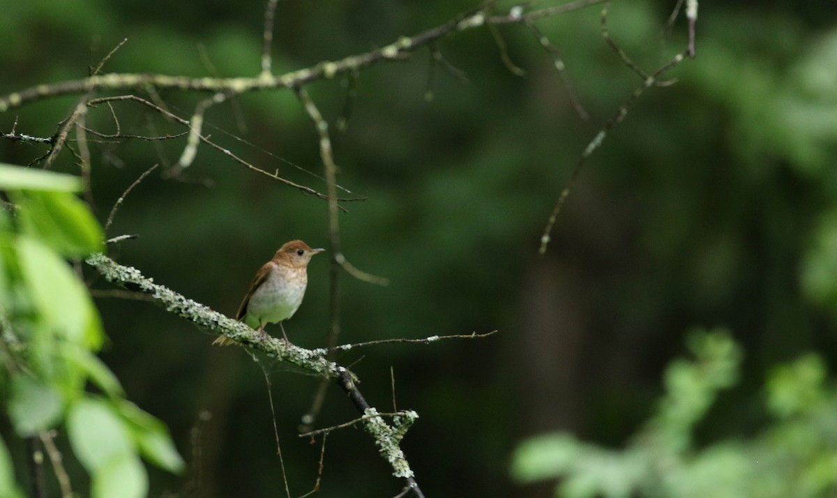 Veery - ML104854051