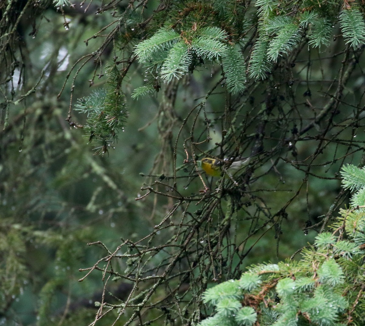 Blackburnian Warbler - ML104854101