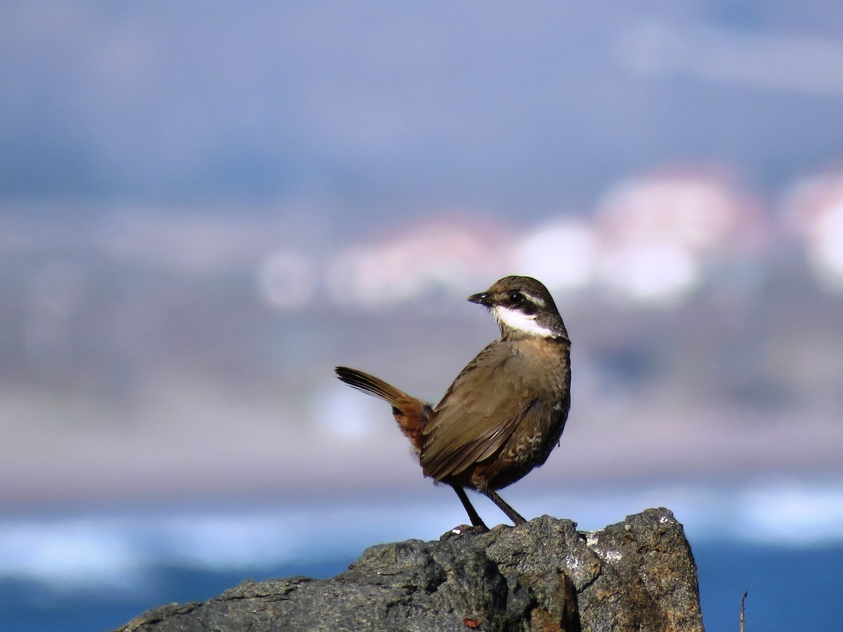 Weißbarttapaculo - ML104855461