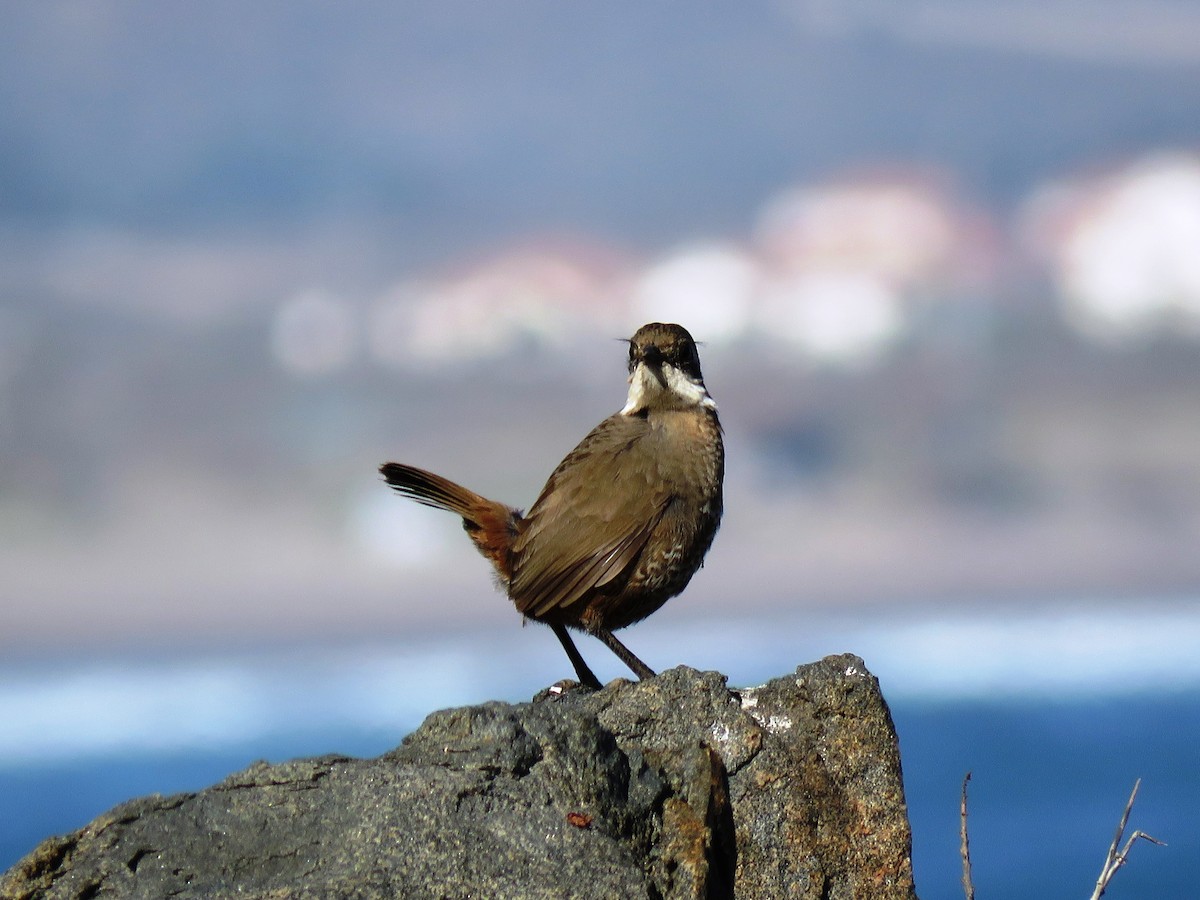 Weißbarttapaculo - ML104855481