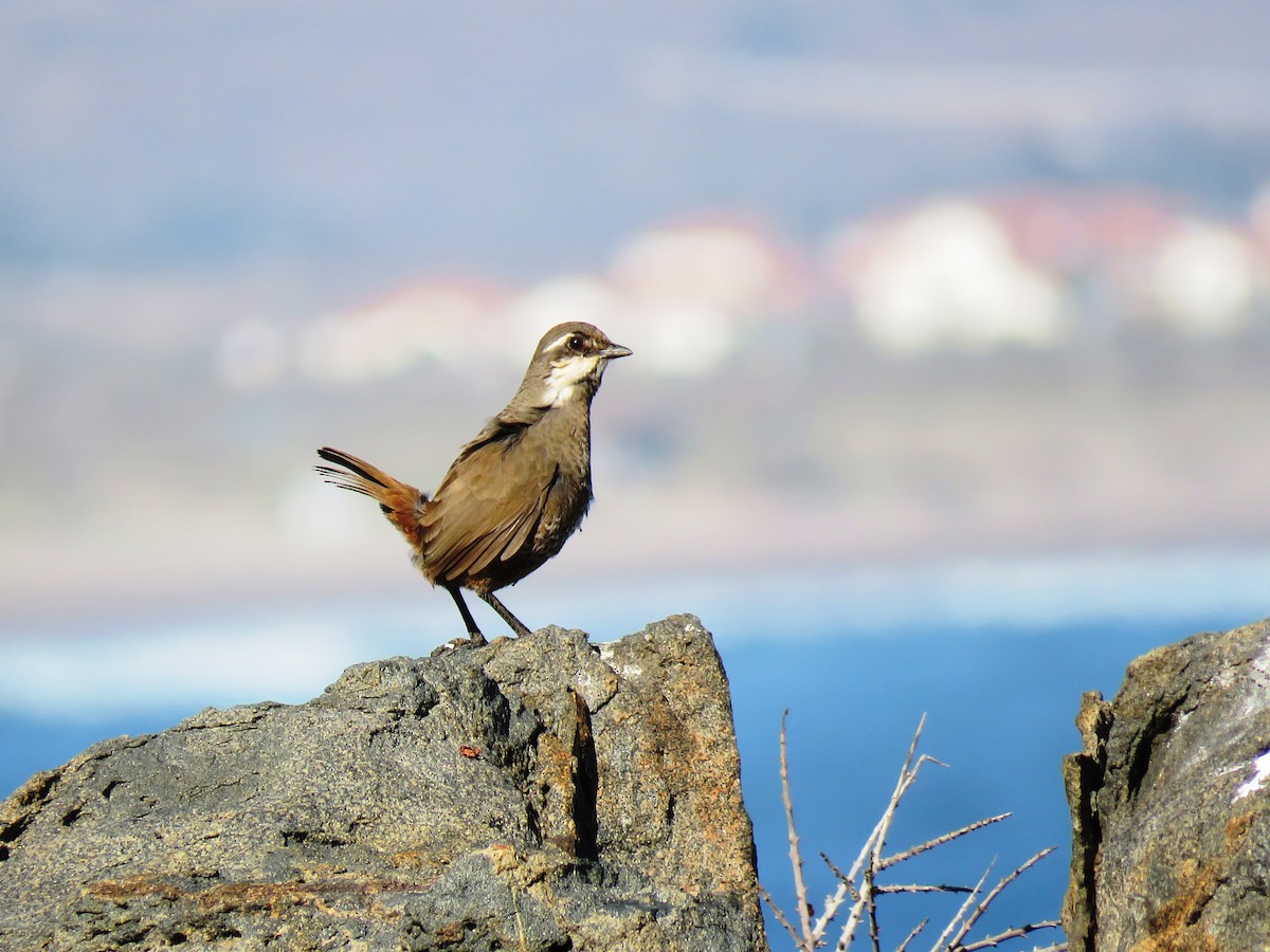 Weißbarttapaculo - ML104855501