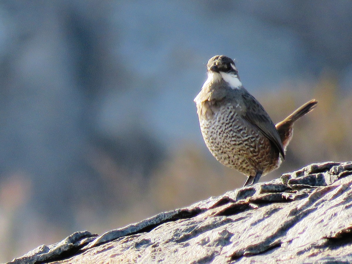 Weißbarttapaculo - ML104855621