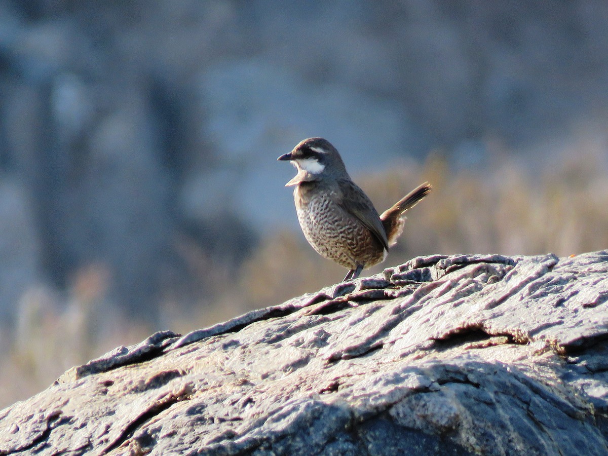 Weißbarttapaculo - ML104855631