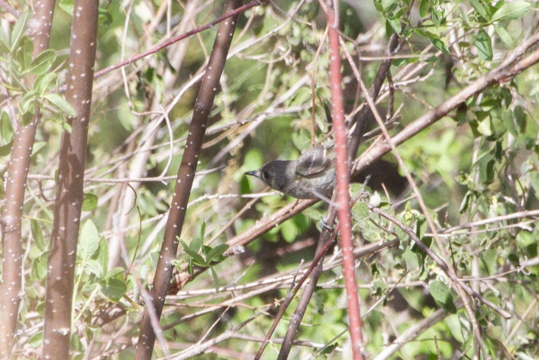 Dwarf Vireo - ML104855881