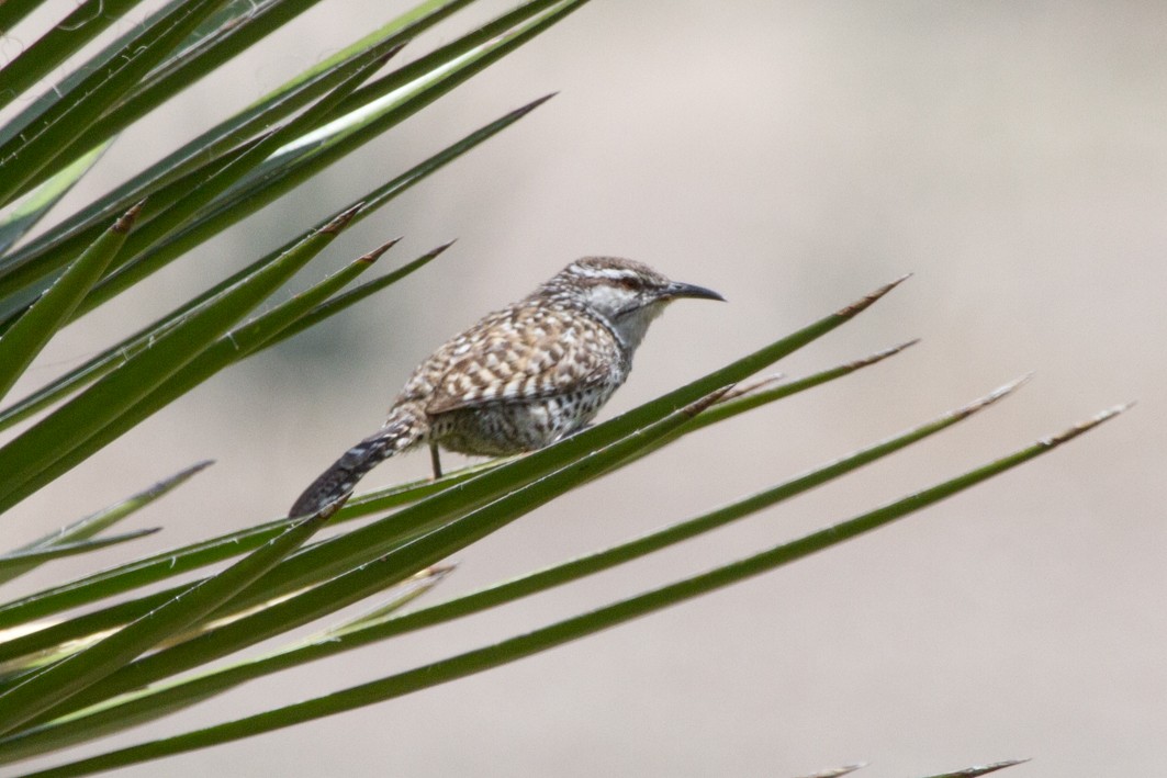 Boucard's Wren - ML104855921