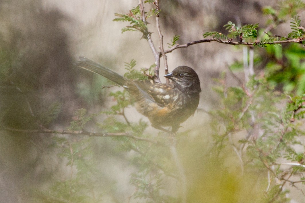 Spotted Towhee - ML104856111
