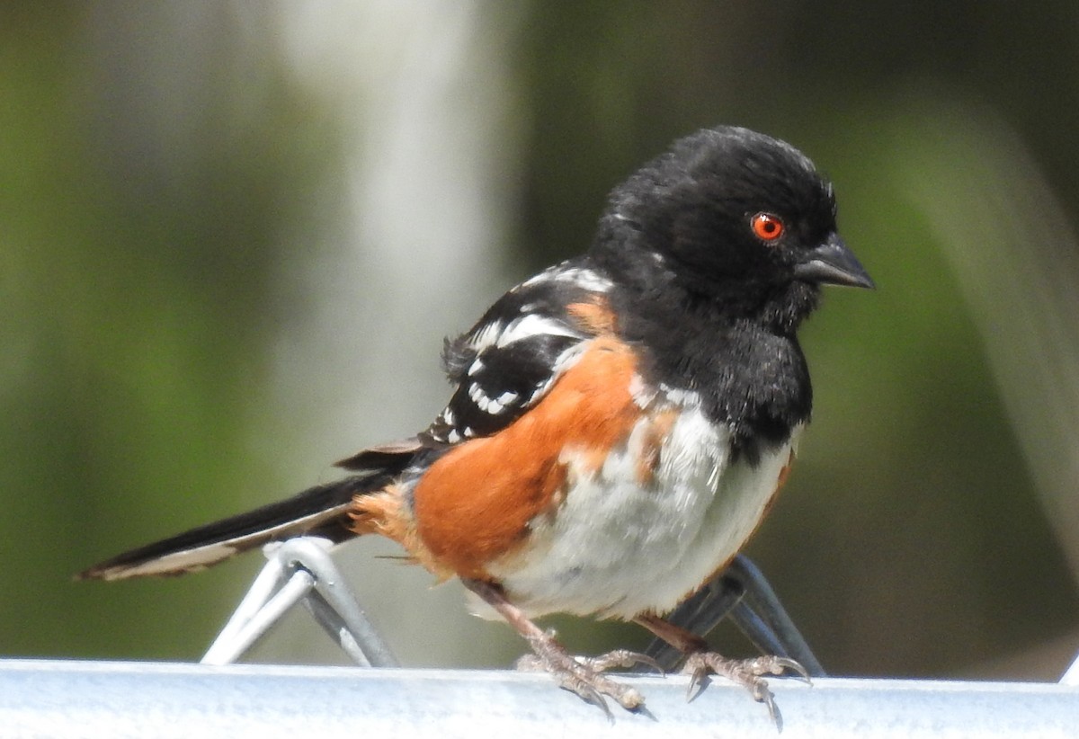 Spotted Towhee - ML104856231