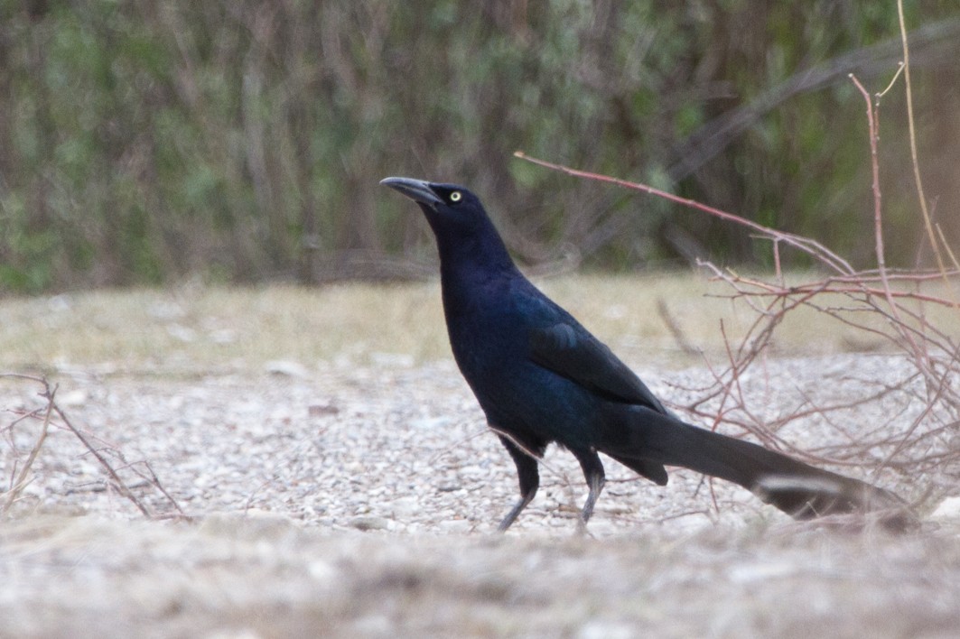 Great-tailed Grackle - ML104856281
