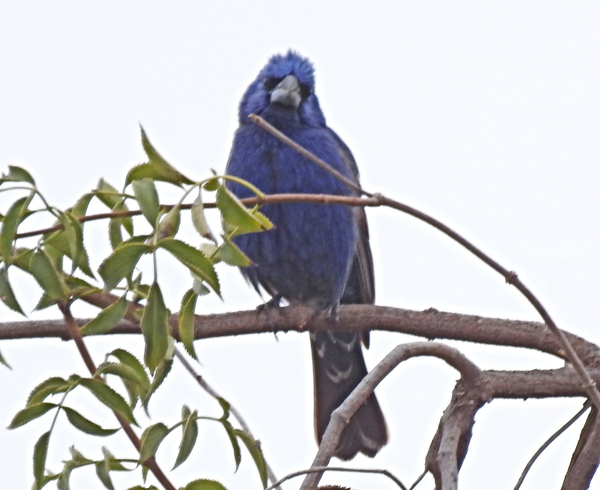 Blue Grosbeak - ML104856431