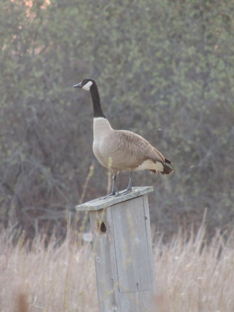 Canada Goose - ML104858271