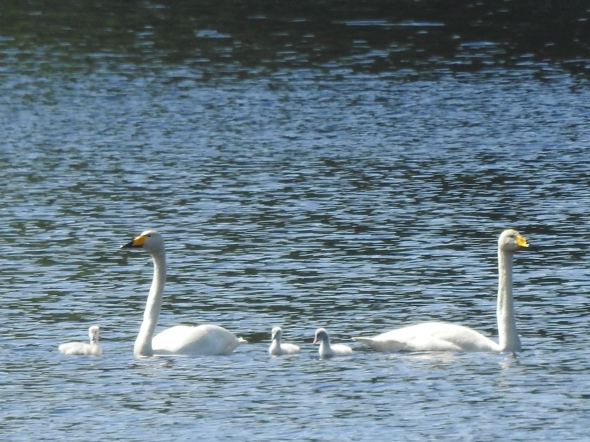 Whooper Swan - Pedro Beja