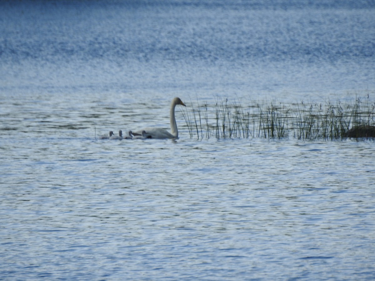 Whooper Swan - ML104858541